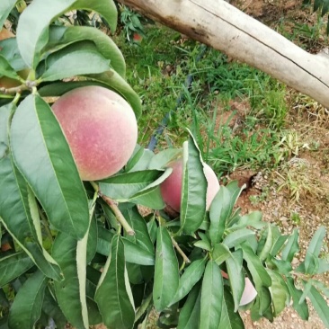 毛桃