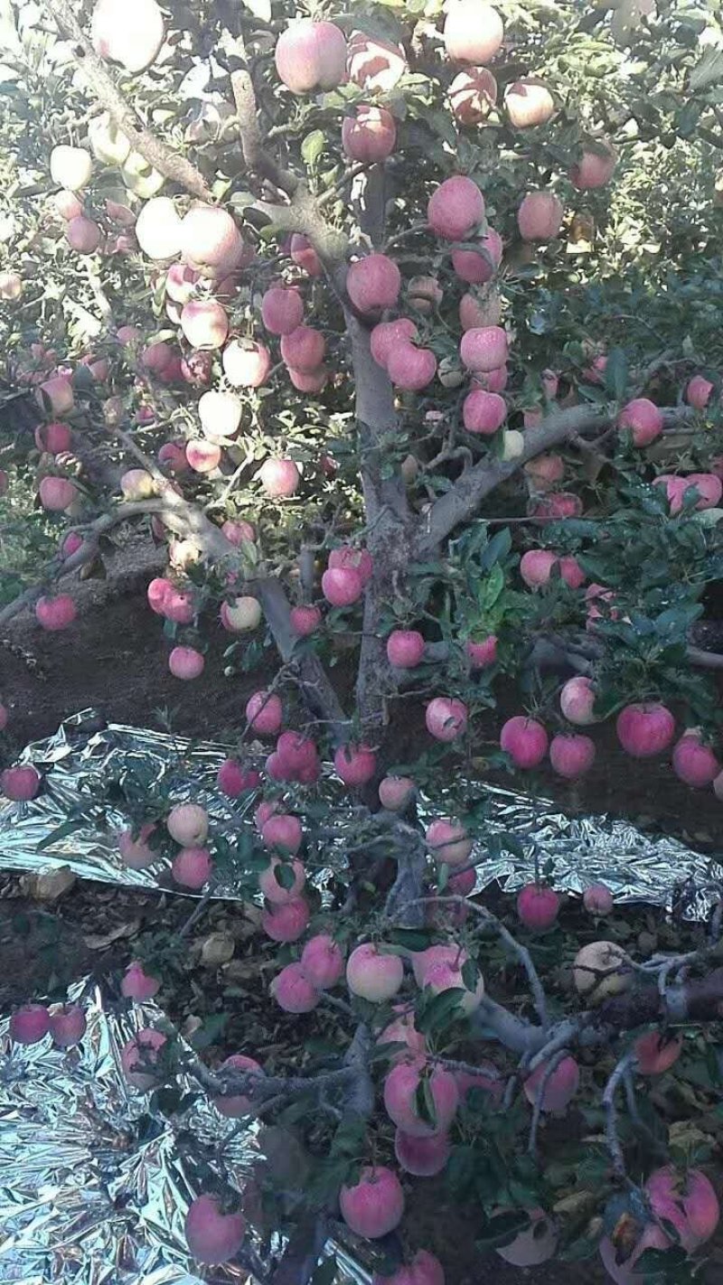 苹果乔纳金，红富士，季冠子，黄元帅