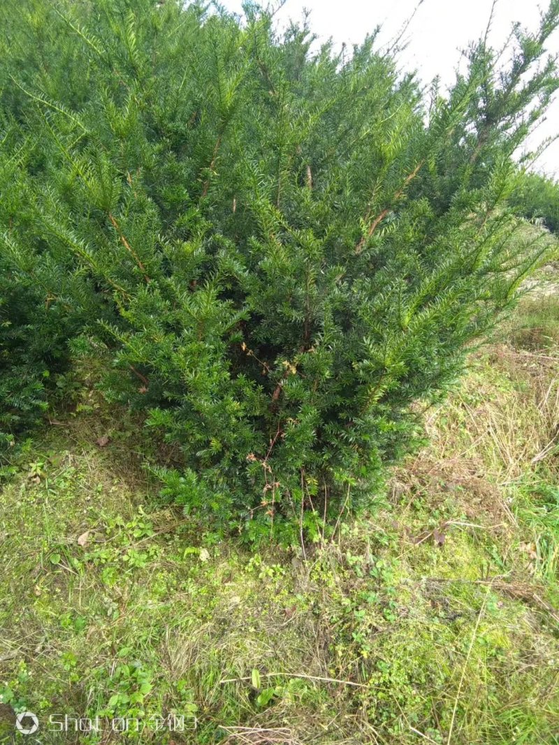 红豆杉10cm左右灌幅1.5～2.5米