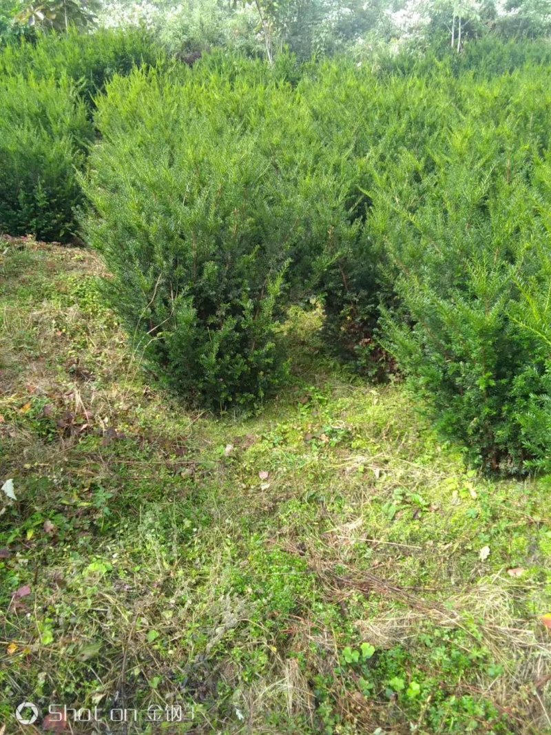 红豆杉10cm左右灌幅1.5～2.5米