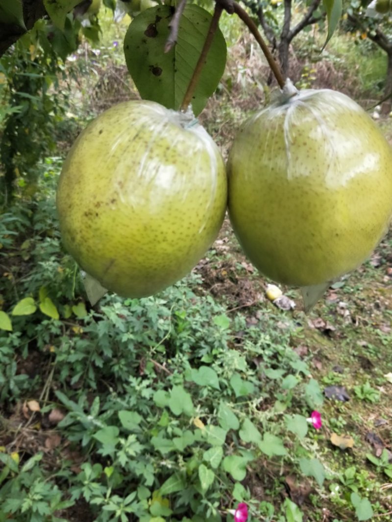 雪花梨，