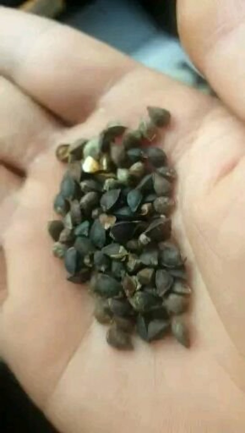 陕北榆林定边苦荞麦大量供应中