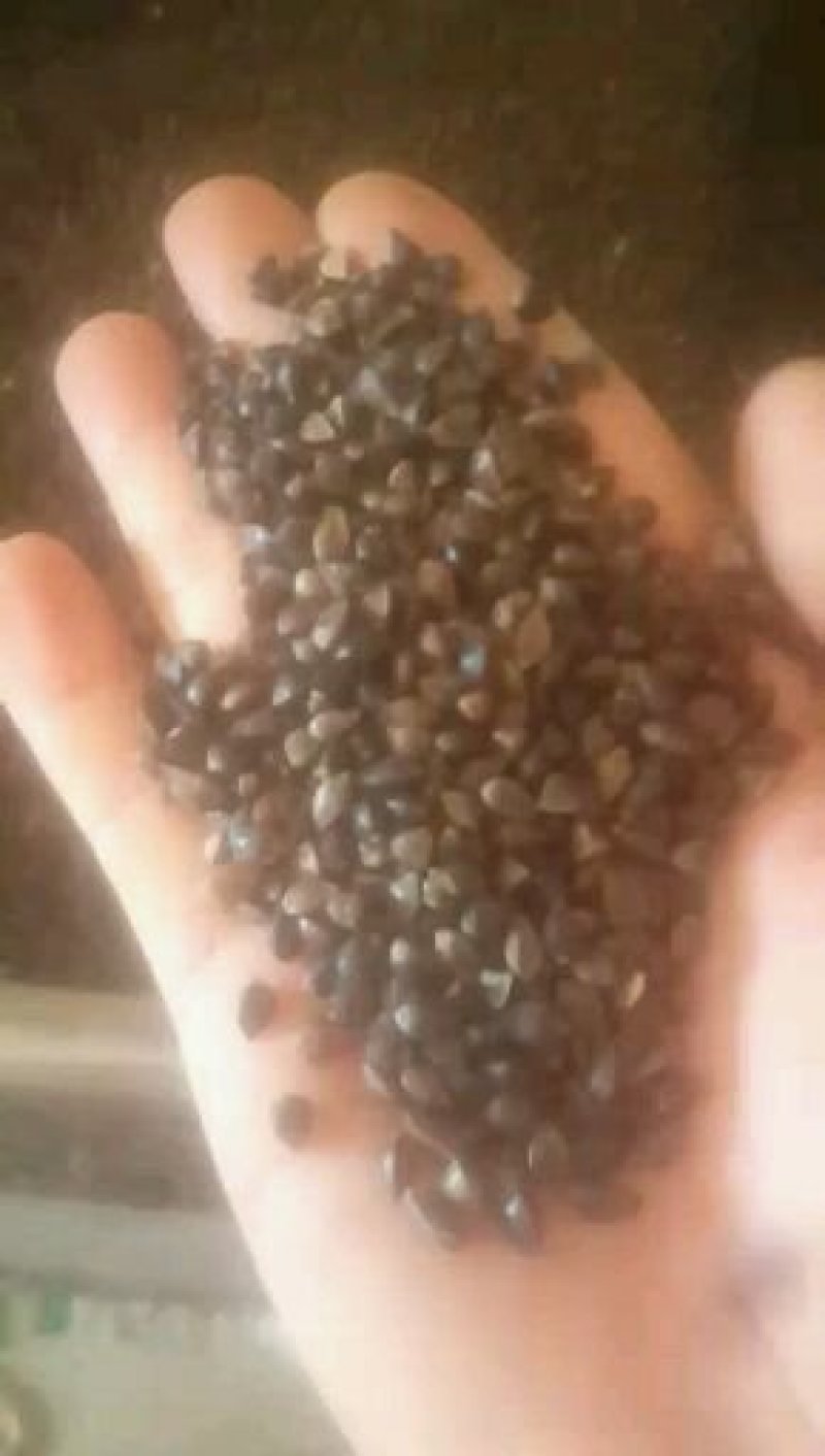 陕北榆林定边苦荞麦大量供应中
