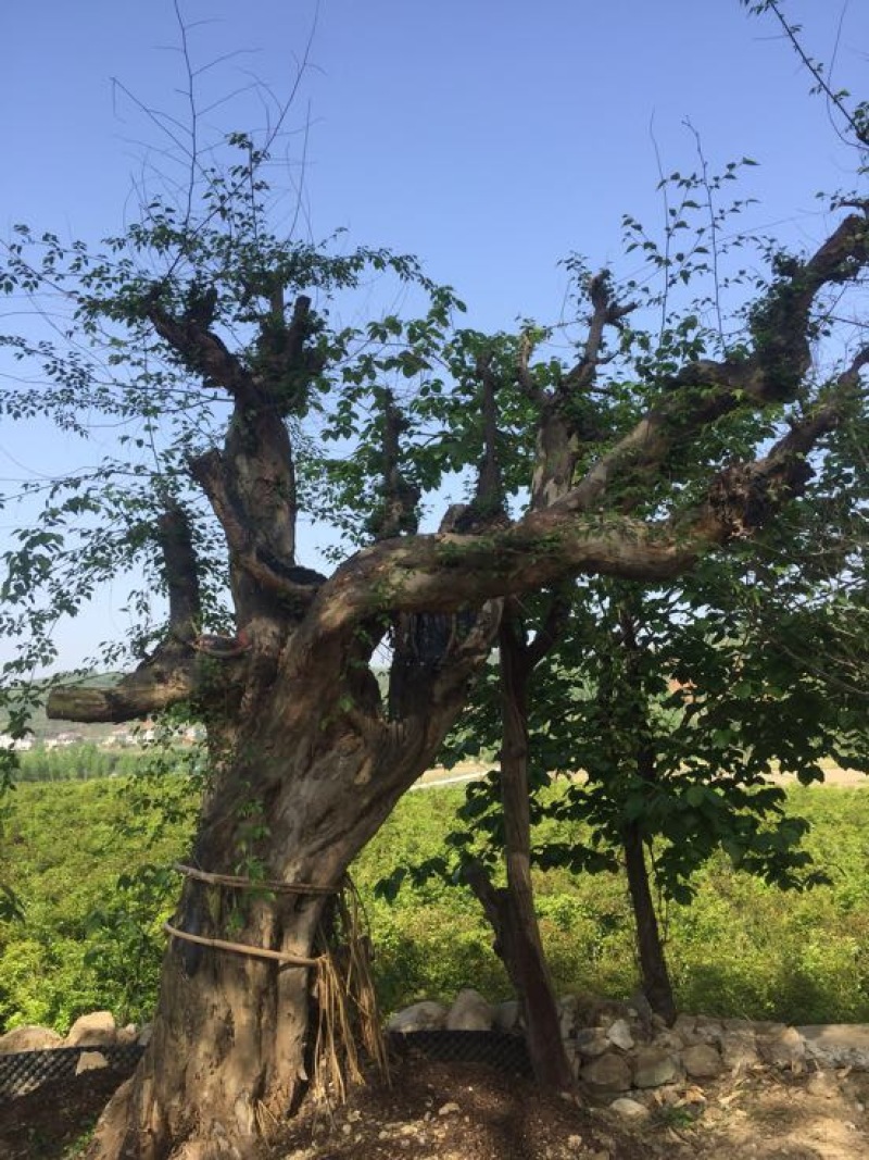 青檀苗