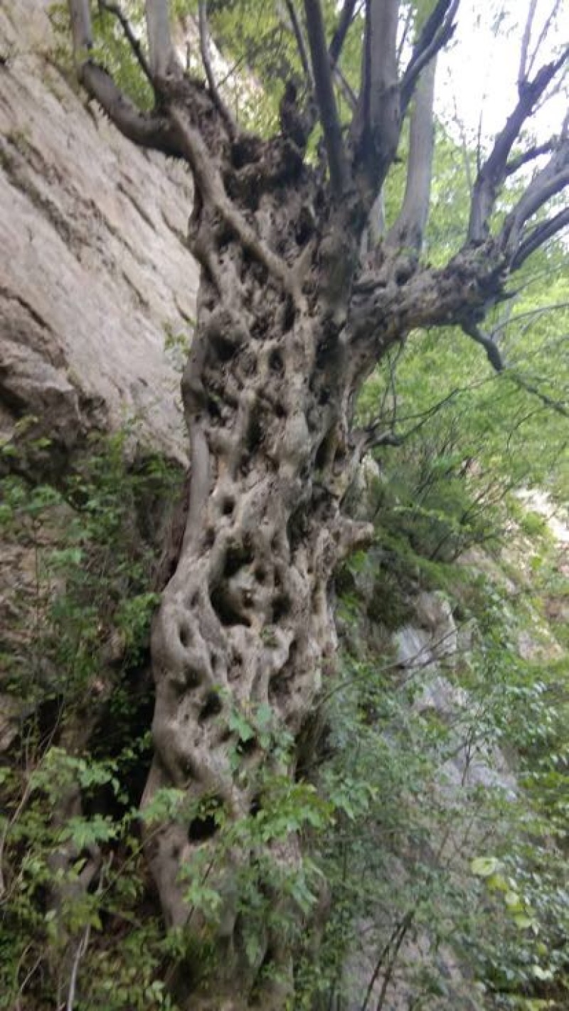 青檀苗