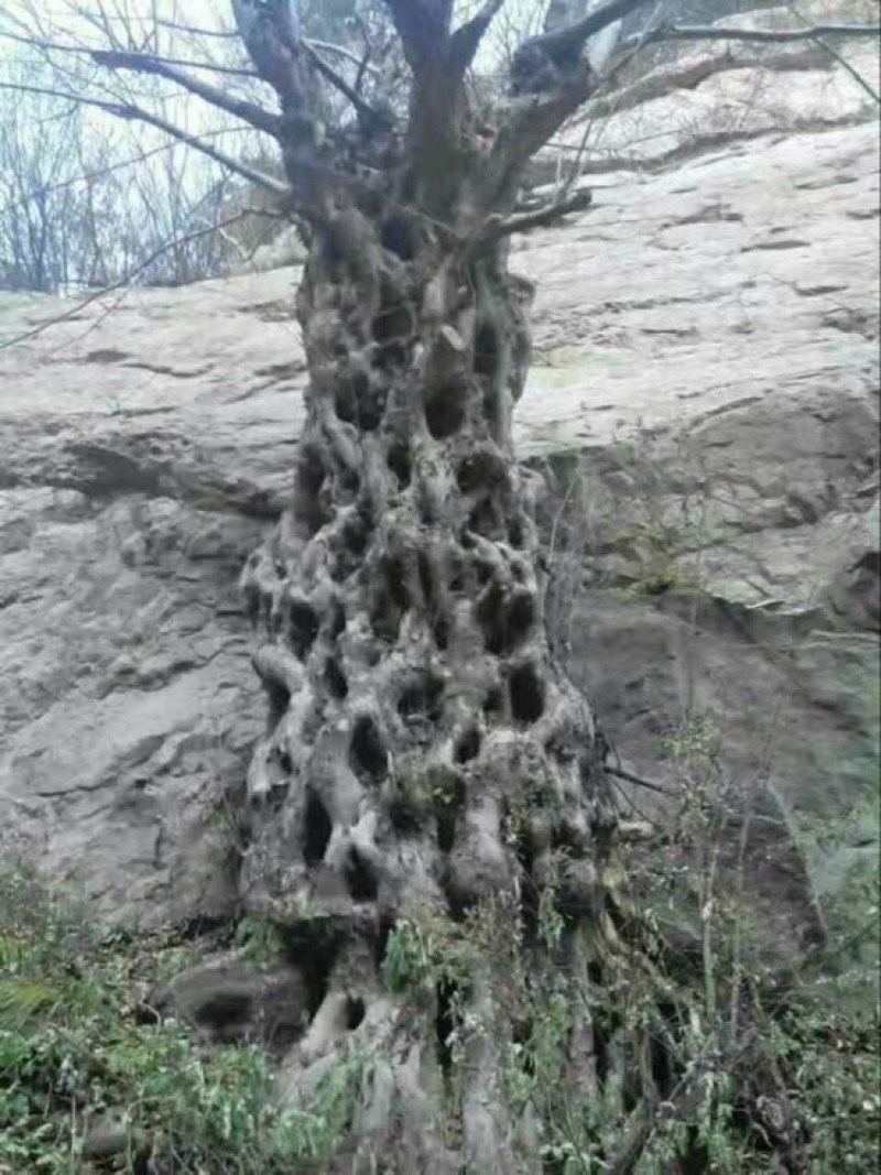 青檀苗