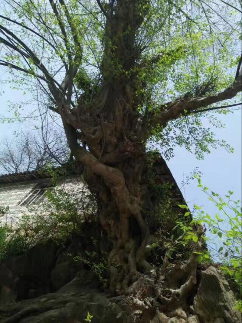 青檀苗