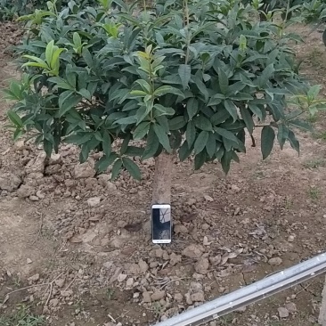 桂花