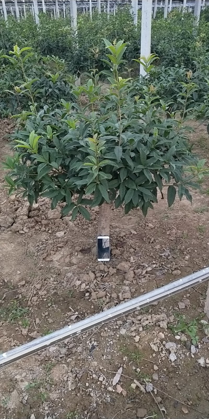 桂花