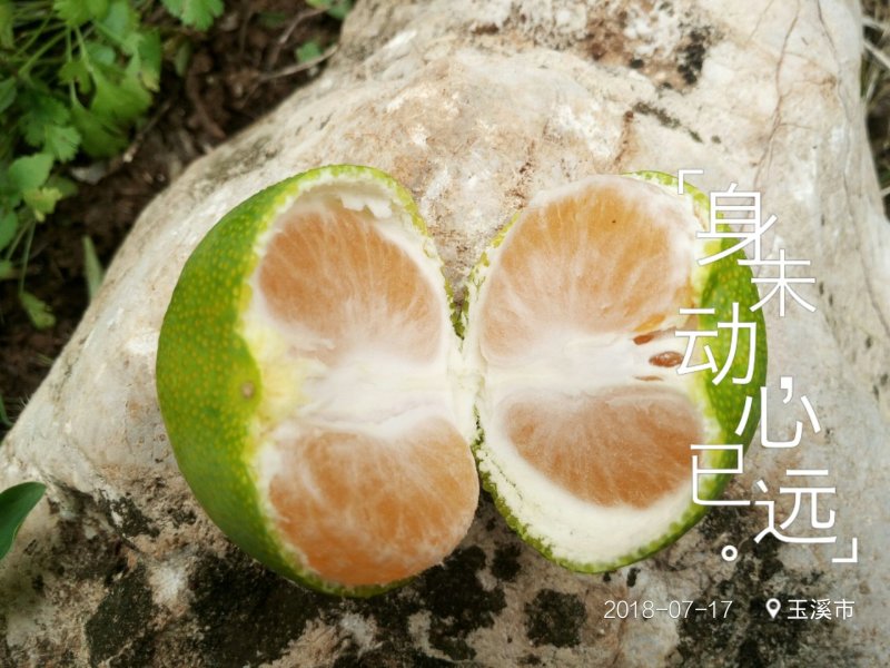 小蜜橘，云南华宁特早蜜桔
