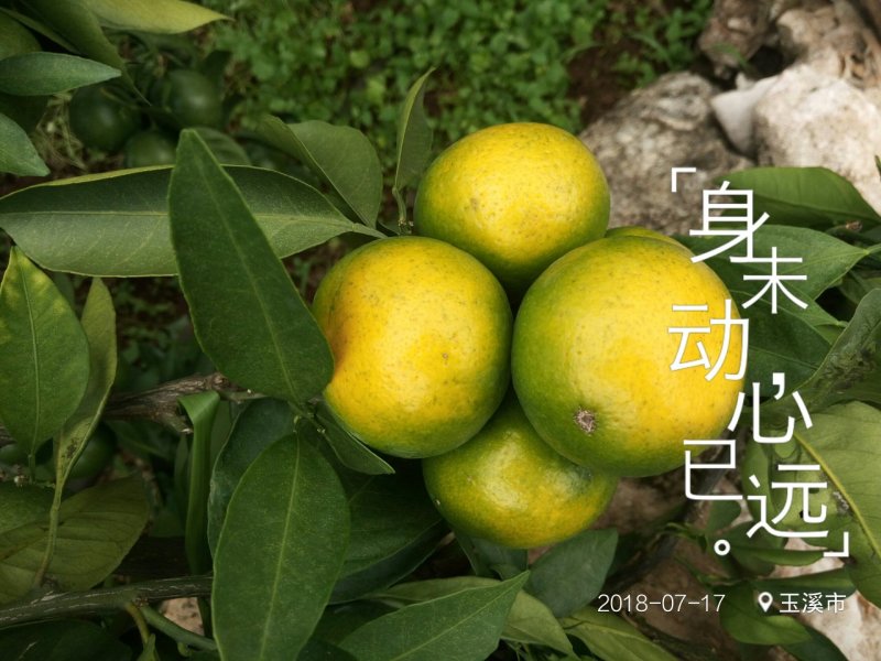小蜜橘，云南华宁特早蜜桔