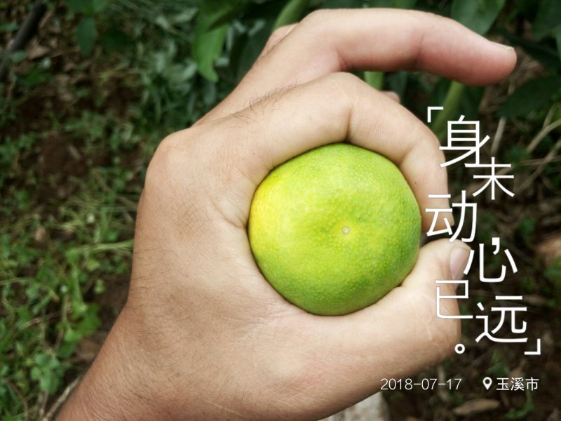 小蜜橘，云南华宁特早蜜桔