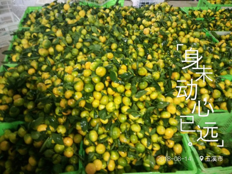 小蜜橘，云南华宁特早蜜桔