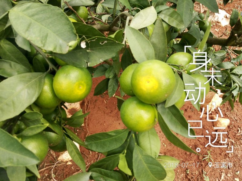 小蜜橘，云南华宁特早蜜桔