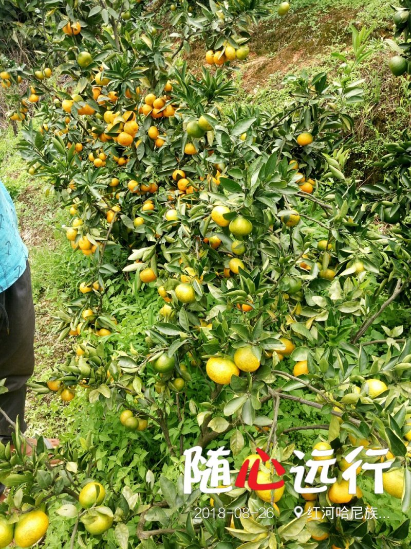 小蜜橘，云南华宁特早蜜桔