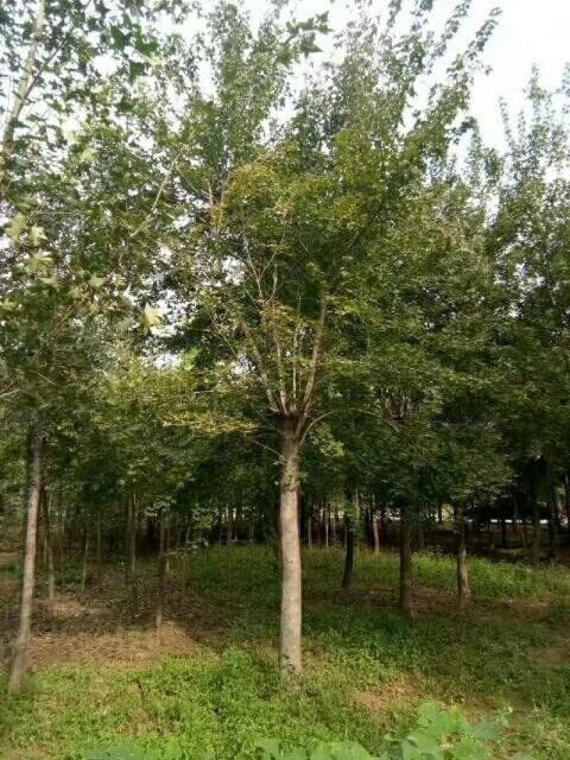 红玉兰