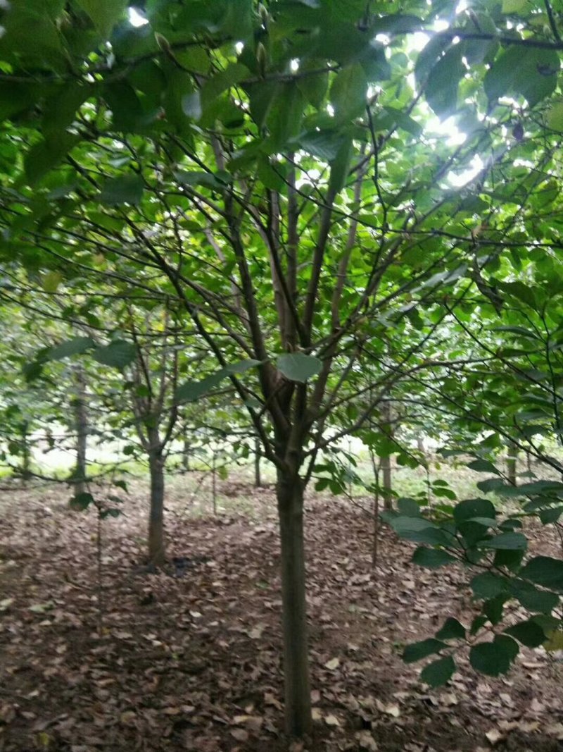 红玉兰