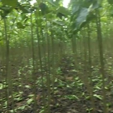 梓树苗