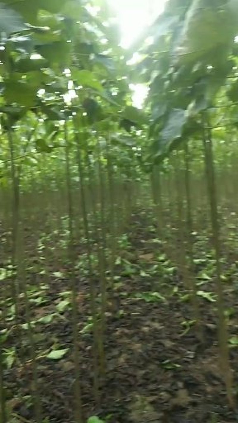 梓树苗