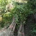 桂花苗桂花树,金桂花树苗,丹桂花苗,四季桂包邮,价格各异