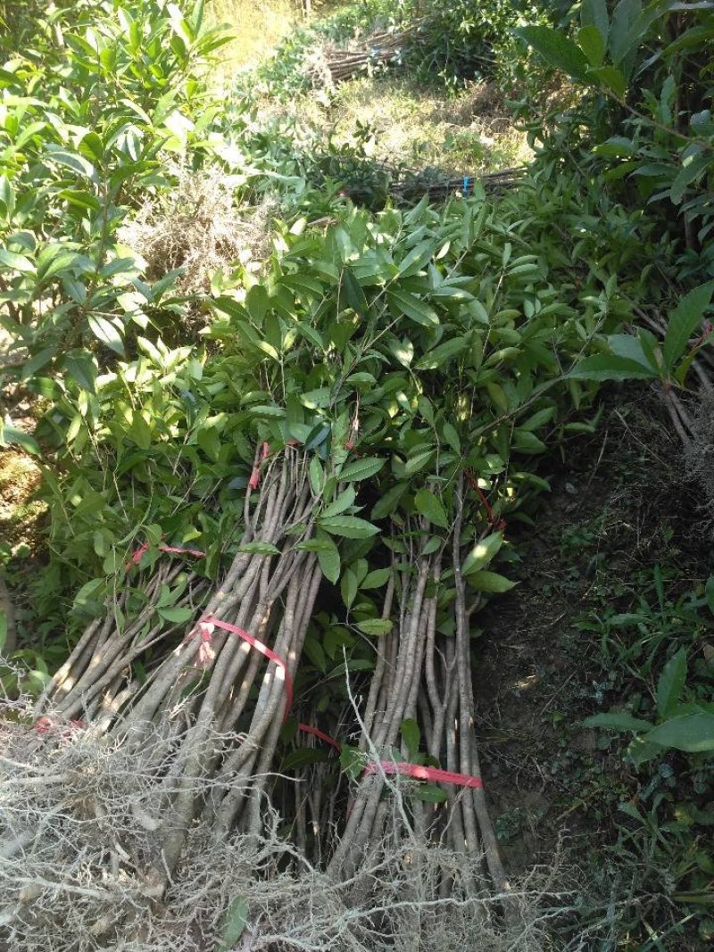 桂花苗桂花树，金桂花树苗，丹桂花苗，四季桂包邮，价格各异