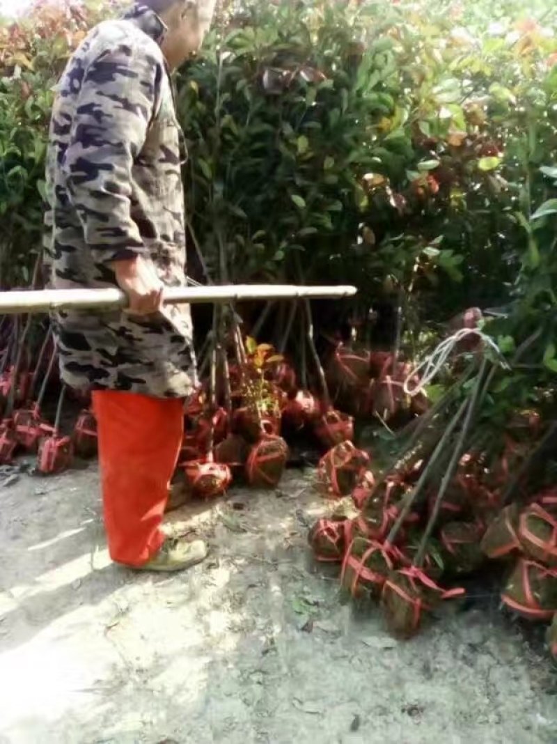 桂花苗桂花树，金桂花树苗，丹桂花苗，四季桂包邮，价格各异