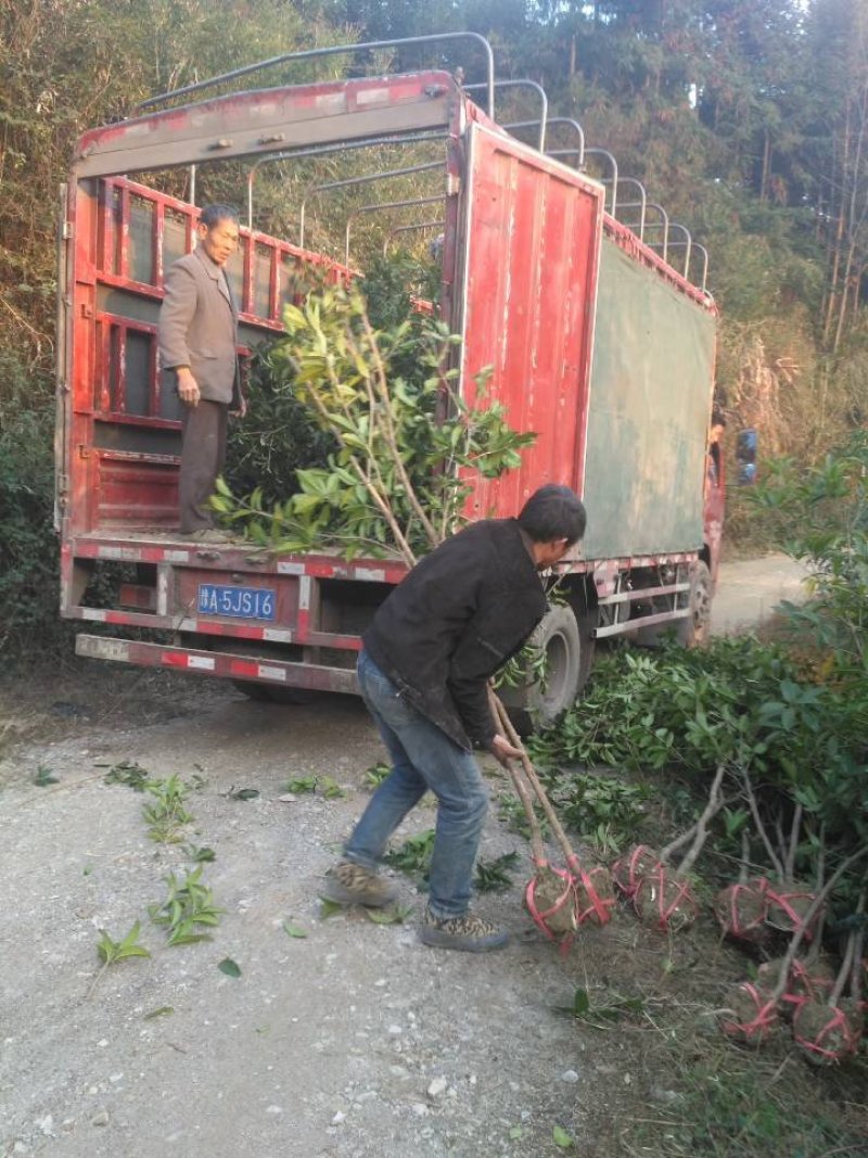 桂花苗桂花树，金桂花树苗，丹桂花苗，四季桂包邮，价格各异