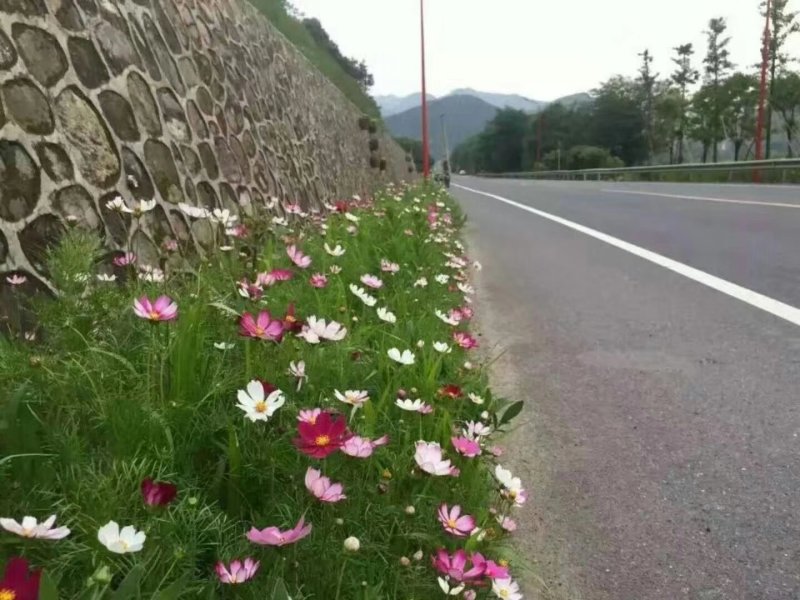 波斯菊种子