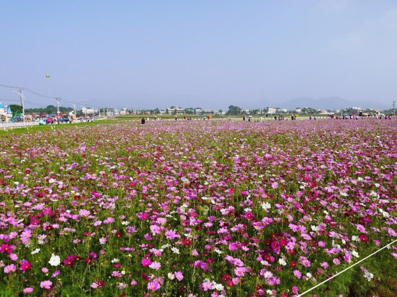 波斯菊种子
