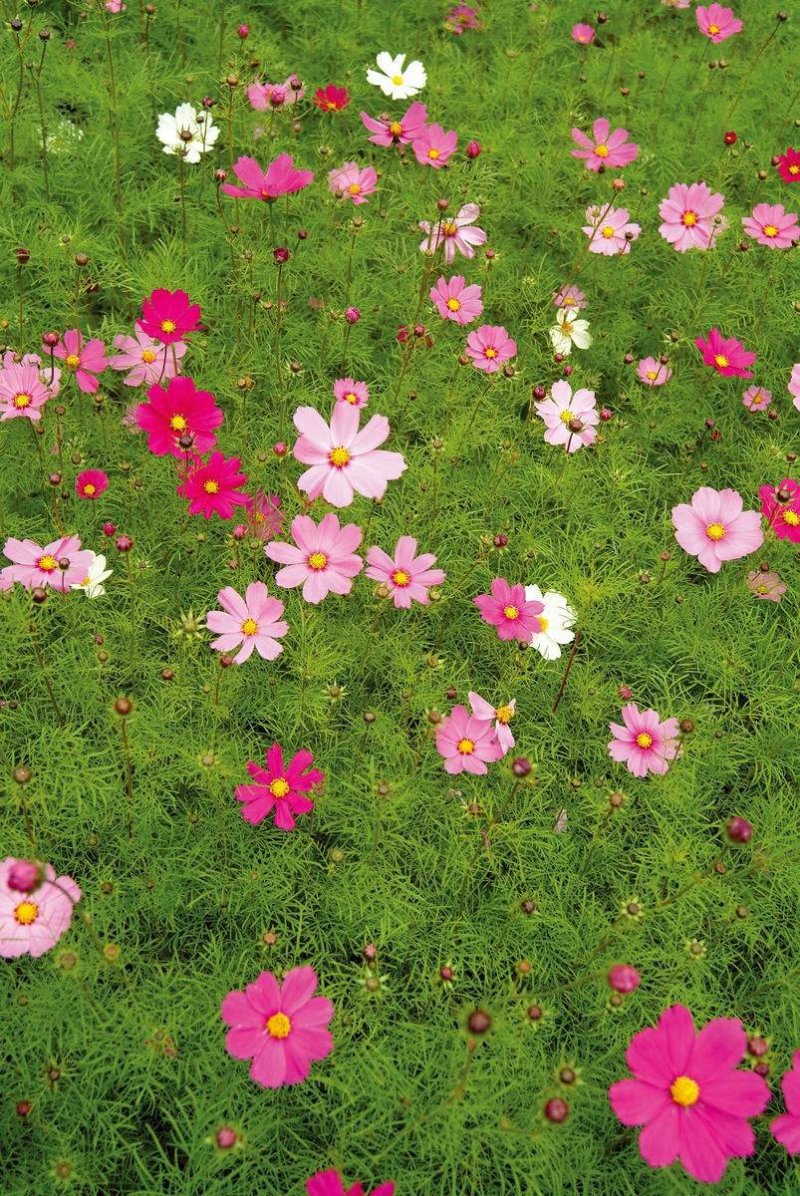 波斯菊种子