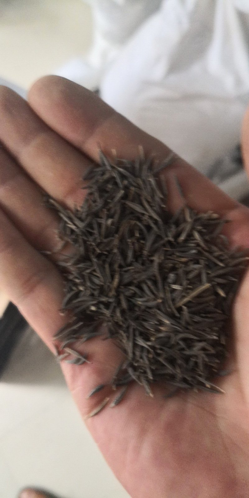 波斯菊种子