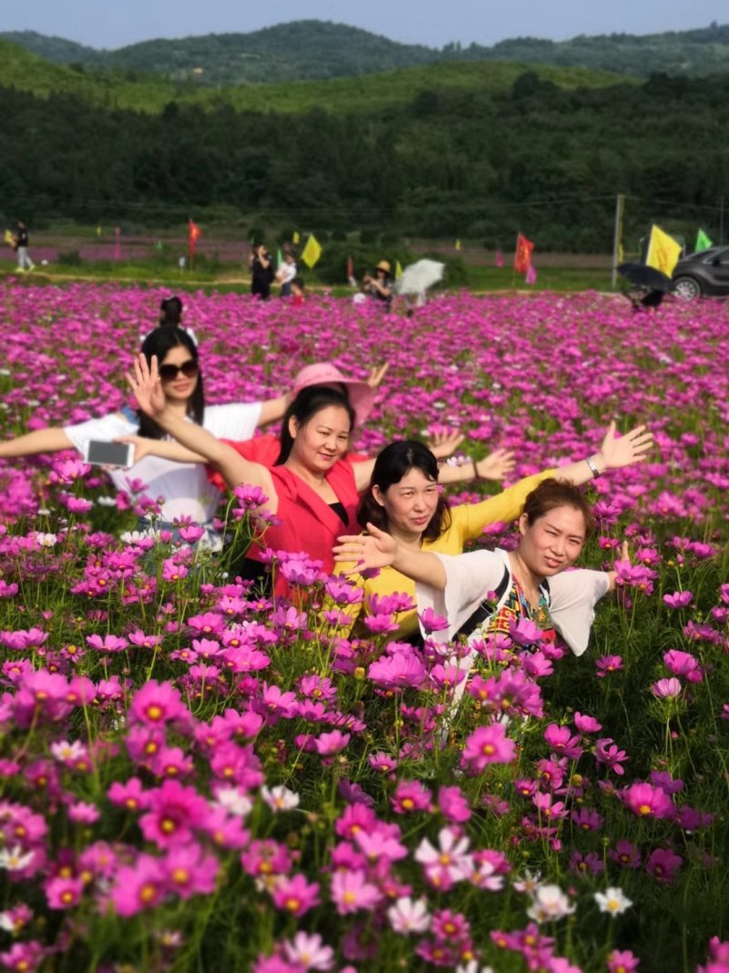 波斯菊种子