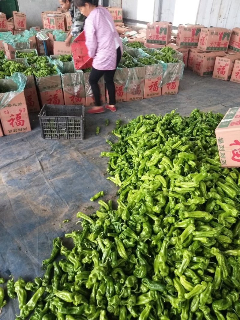 大量上市山东费县秋延迟泡椒微辣欢迎来电咨询