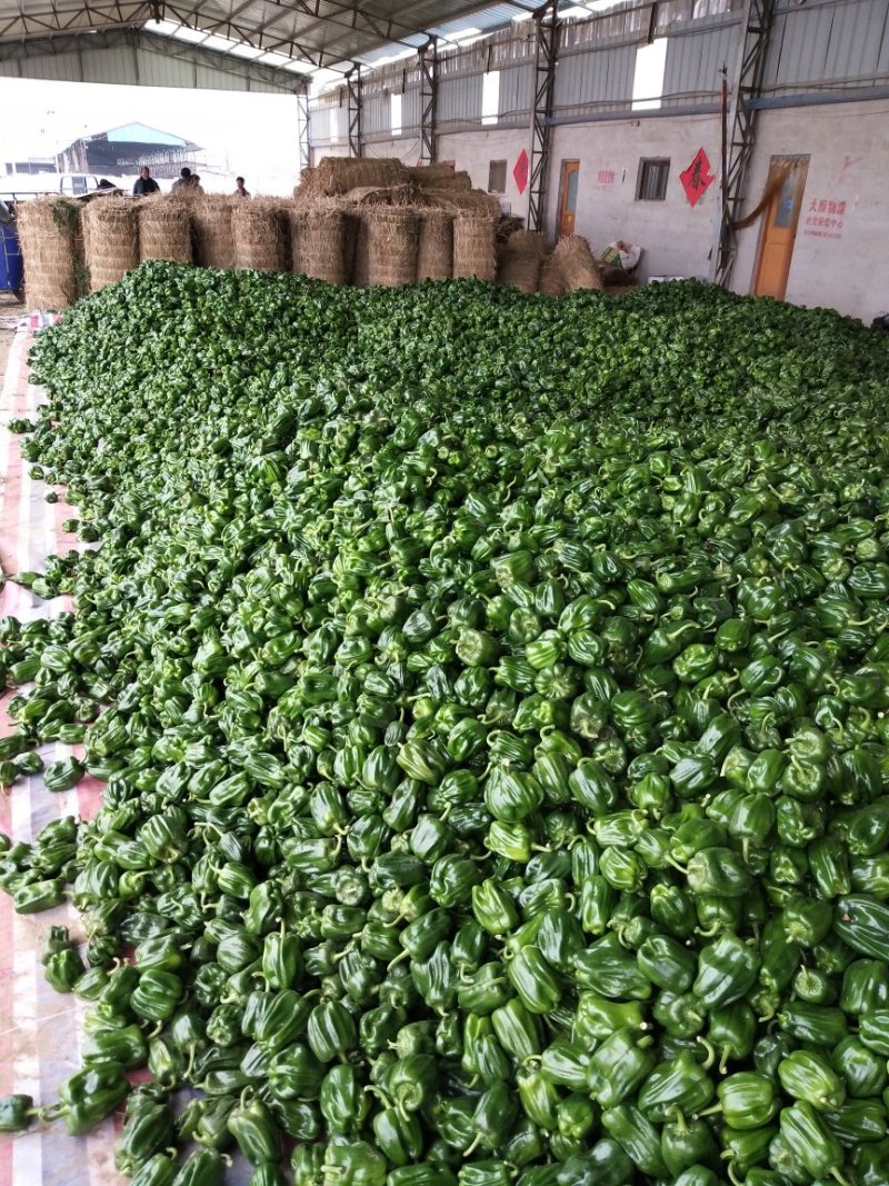 大量上市山东费县秋延迟泡椒微辣欢迎来电咨询