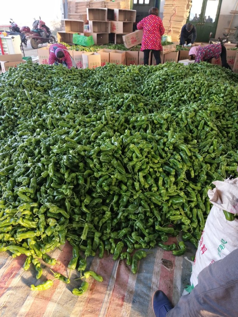 大量上市山东费县秋延迟泡椒微辣欢迎来电咨询