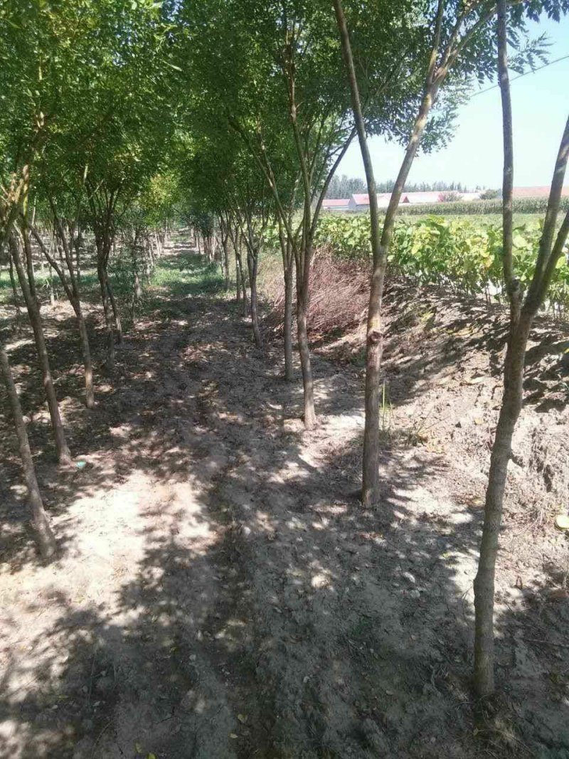 矮杆金枝槐