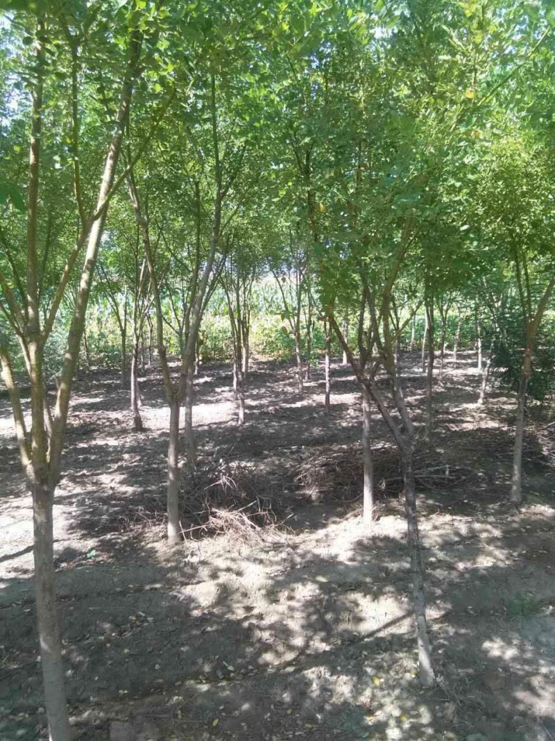 矮杆金枝槐