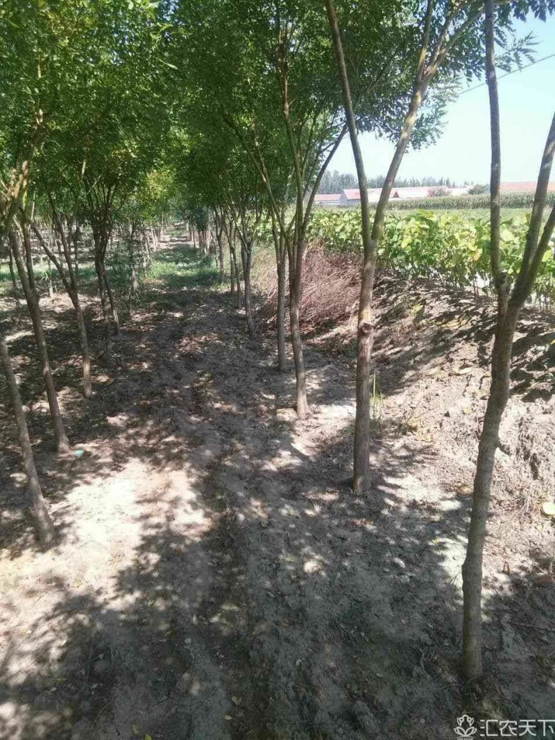 矮杆金枝槐