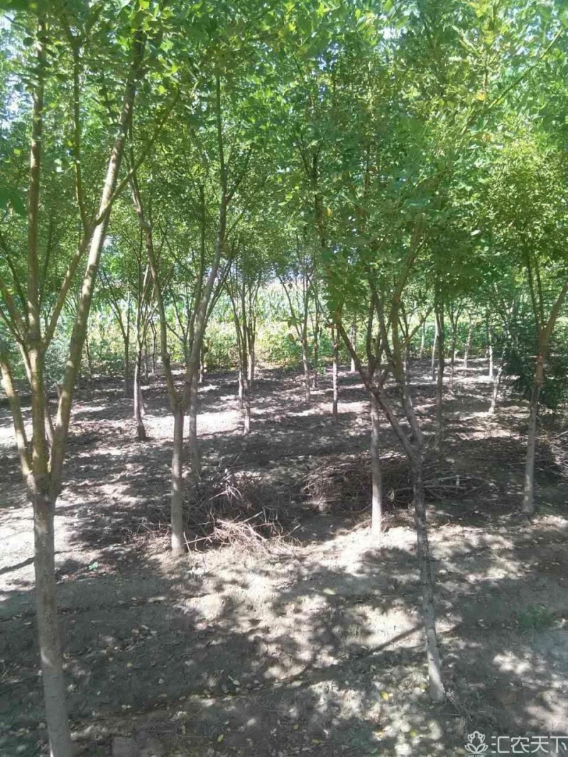 矮杆金枝槐