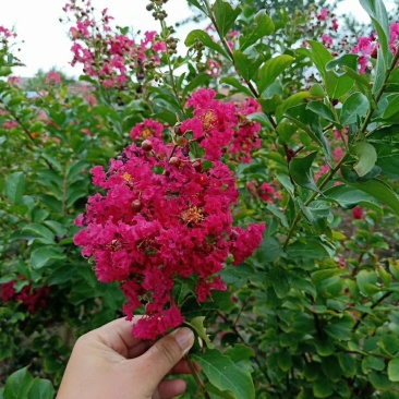 紫薇