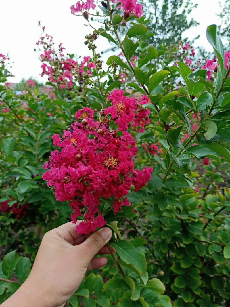 紫薇