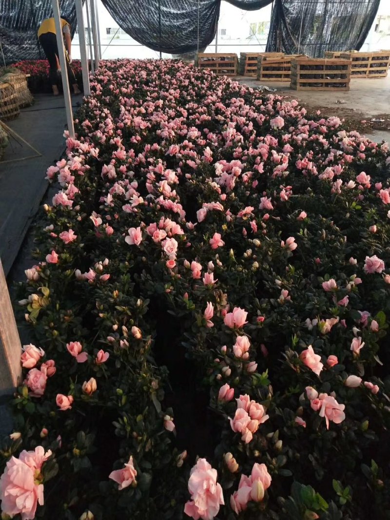 工程杜娟，小桃红本地红有货，☞大量☜