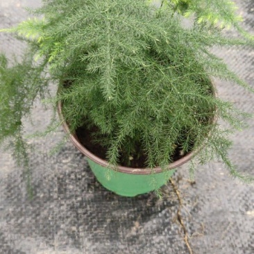 小盆栽文竹