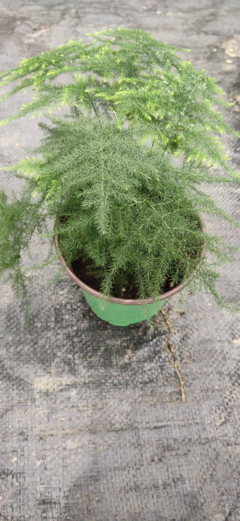 小盆栽文竹