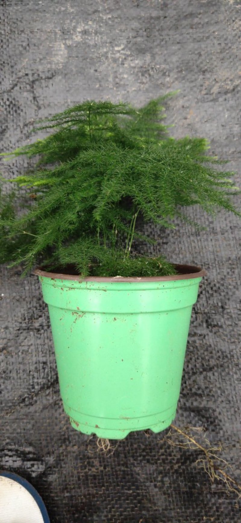 小盆栽文竹