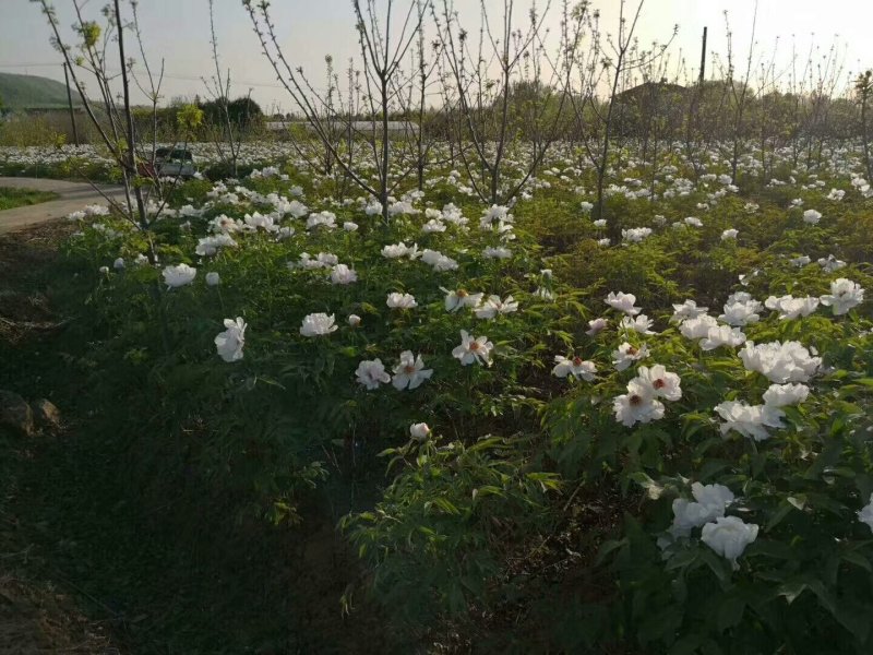 牡丹，牡丹苗，牡丹基地出售牡丹花油用牡丹，药用牡丹