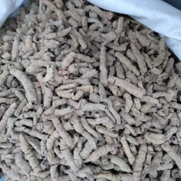 巴吉肉统