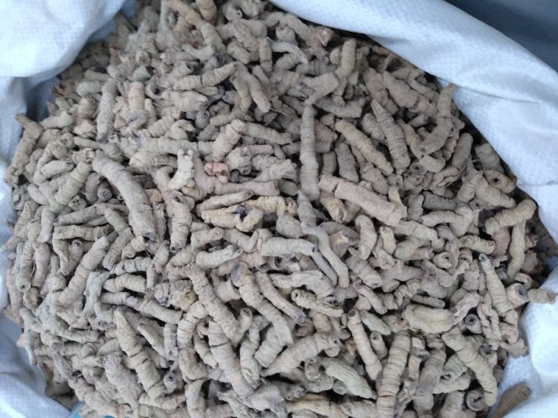 巴吉肉统