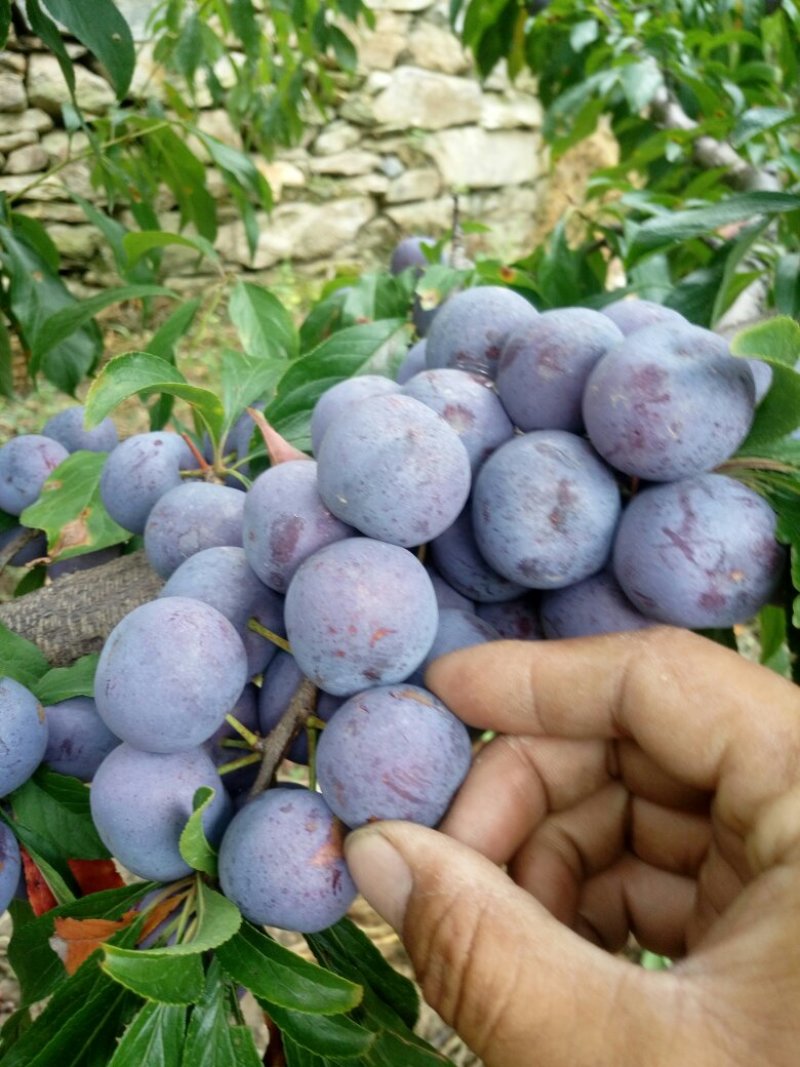 汶川脆红李脱骨李羌脆李大量上市脆甜可口