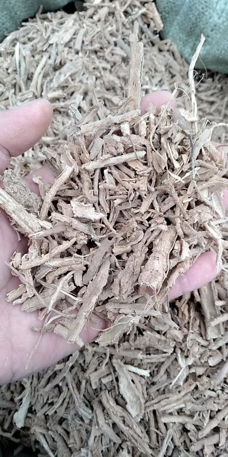 地骨皮